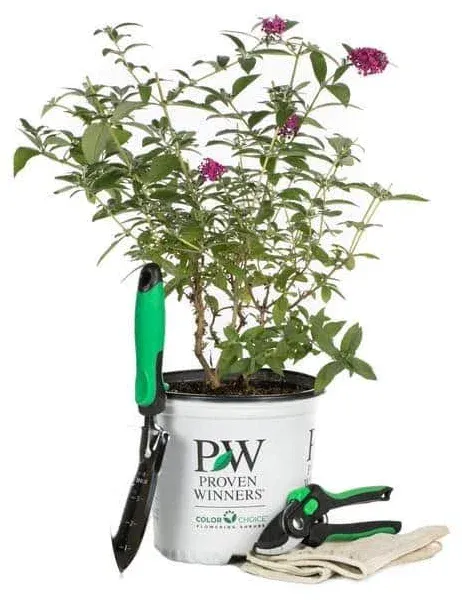 1 Gal. Miss Molly Butterfly Bush Buddleia Live Shrub, Deep Pink Flowers