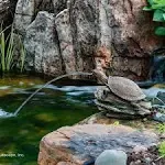 Aquascape Turtle On Log Spitter