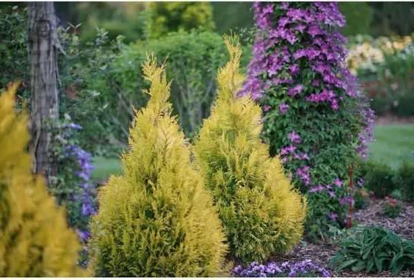 Proven Winners 1 Gal. Fluffy Western Arborvitae Live Evergreen Shrub