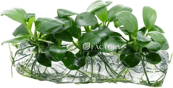 Aquarium Plants Factory Anubias Nana Tissue Culture