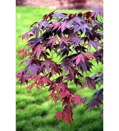 BLOODGOOD Japanese Maple acer palmatum ‘Bloodgood’ 2 - Year Live Tree by Tristar Plants- in ABP container