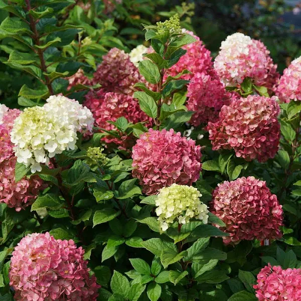 Proven Winners Little Lime Punch Panicle Hydrangea