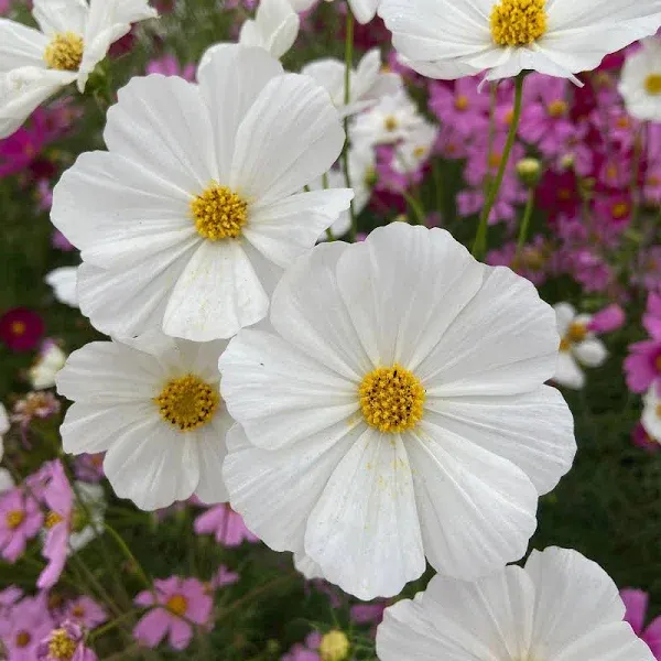 Eden Brothers Cosmos Seeds Purity