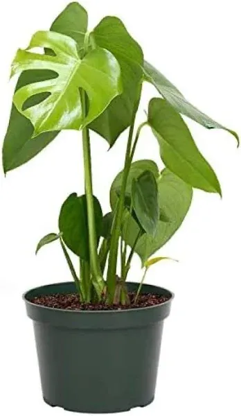 American Plant Exchange Monstera Deliciosa Split Leaf Plant, Live 6-Inch Plant Pot for Home and Garden Decor, Air Purifying Tropical Elegance