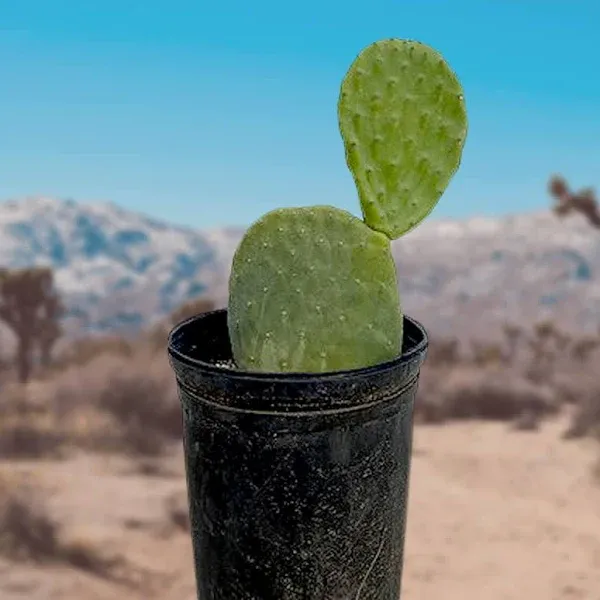 Nopal Prickly Pear