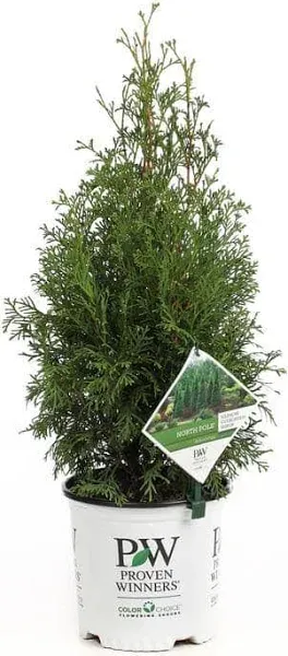 North Pole Arborvitae Live Evergreen Shrub