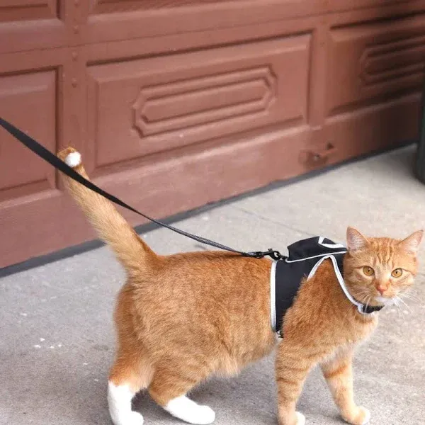 Stray x Travel Cat Harness & Leash Set - Limited Edition