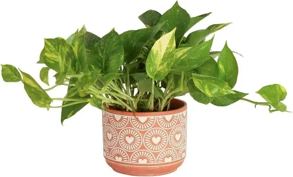 Costa Farms Live Pothos Plant Easy Care Vining Live Indoor Houseplant Air Purifying Trailing Plant Potted in Premium Decor Pot