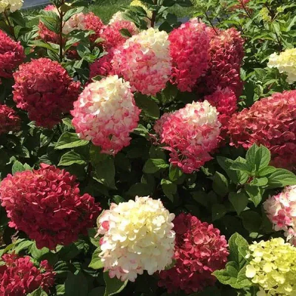 3 Gal. Little Lime Punch Hydrangea Live Shrub