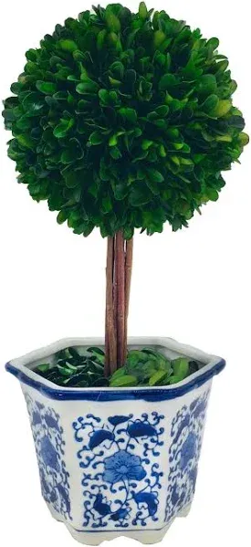 G.T. DIRECT CORPORATION Preserved Boxwood Topiary Ceramic Pot