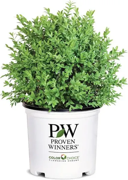 1g  North Star Boxwood Shrub 