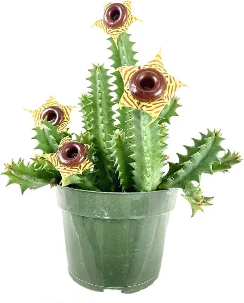 Lifesaver Cactus - Live Plant in a 4 Inch Pot - Huernia Zebrina - Extremely Rare