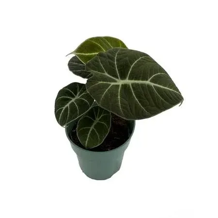 Hirt's Gardens Black Velvet Dwarf Alocasia Plant