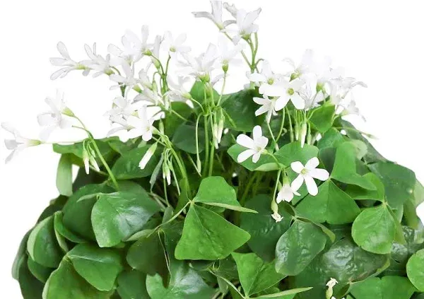 Easy to Grow Oxalis Regnellii 'Green Lucky Shamrock' Plant Bulbs