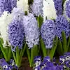 Garden State Bulb Delft Blue Mixed Hyacinth Flower Bulbs, 15/16cm, Fragrant (Bag of 25)