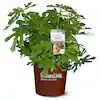 Southern Living Plant Collection Little Miss Figgy Fig Live Shrub (2 Gallon)