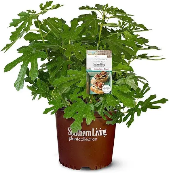 Southern Living Plant Collection Little Miss Figgy Fig Live Shrub (2 Gallon)