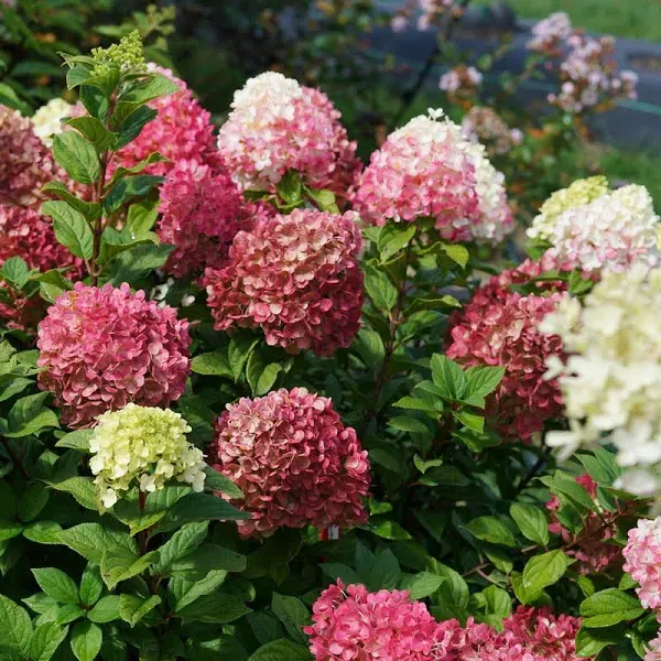 Little Lime Punch Panicle Hydrangea (Hydrangea Paniculata)