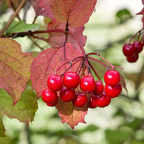 American Cranberry Indoor/Outdoor Fruit Tree