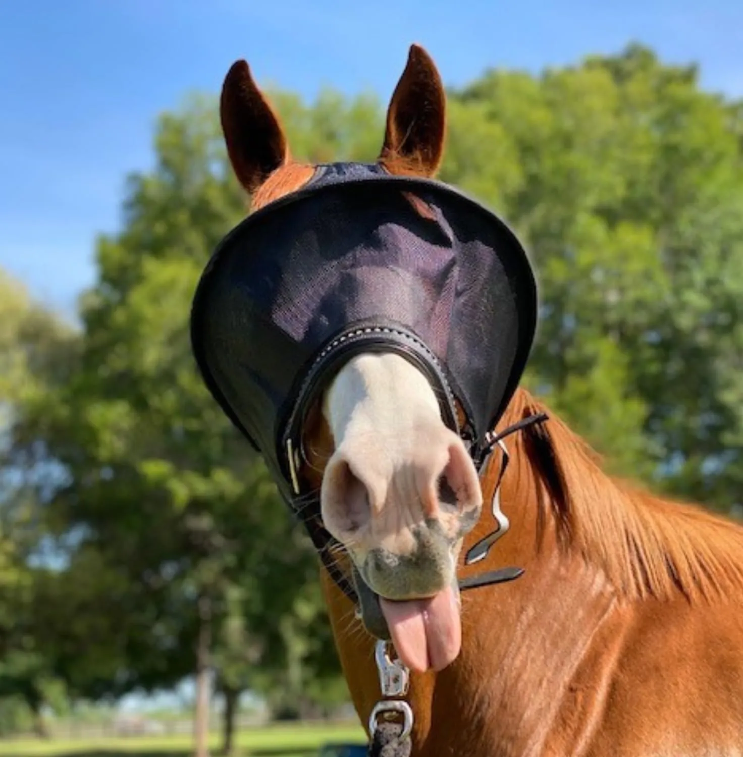 Solar Vizor Fly Mask- Available NOW with EARs & NOSE! Email us for how to the NEW Options!