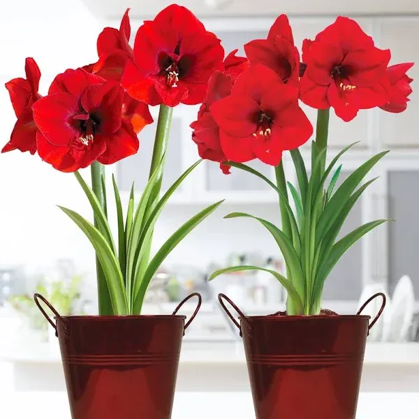 VAN ZYVERDEN Amaryllis Red Lion Duo Two Pack Kits with Artisan Decorative Planters, Red and White