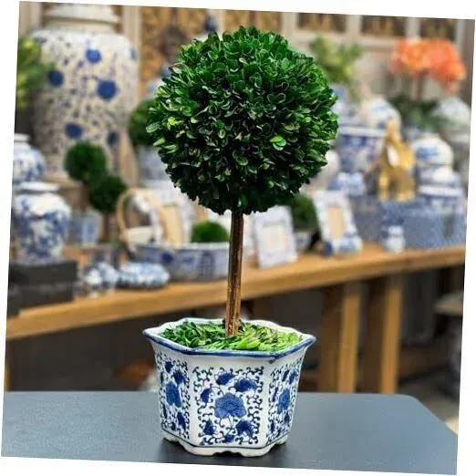 HollyBee Preserved Boxwood Ball Topiary