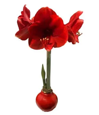 Red Waxed Red Lion Amaryllis Bulb Size 26/28