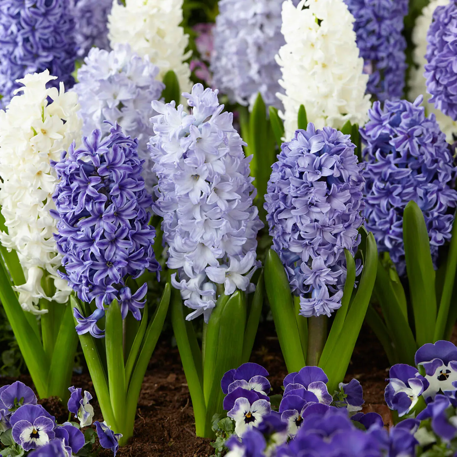 Hyacinth Bulbs, Delft Blue Mix, FALL BULBS