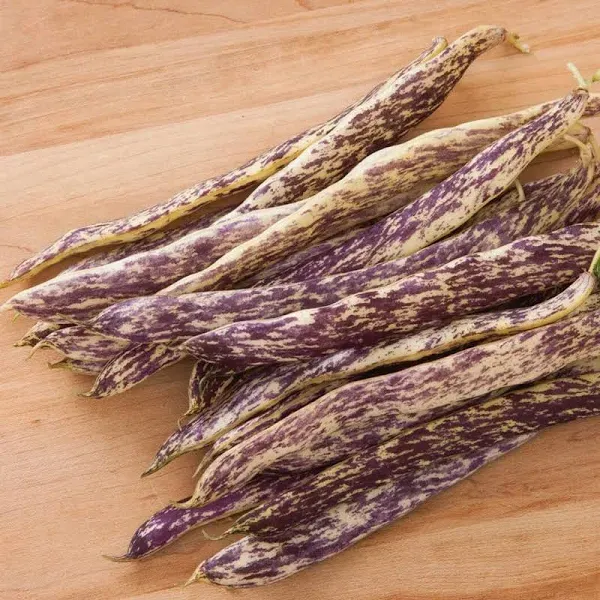 Bean Bush Dragon's Tongue Seeds