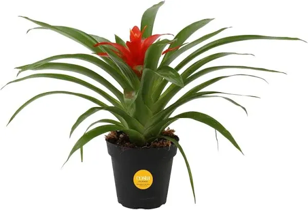 Costa Farms Bromeliad Live Indoor Plant