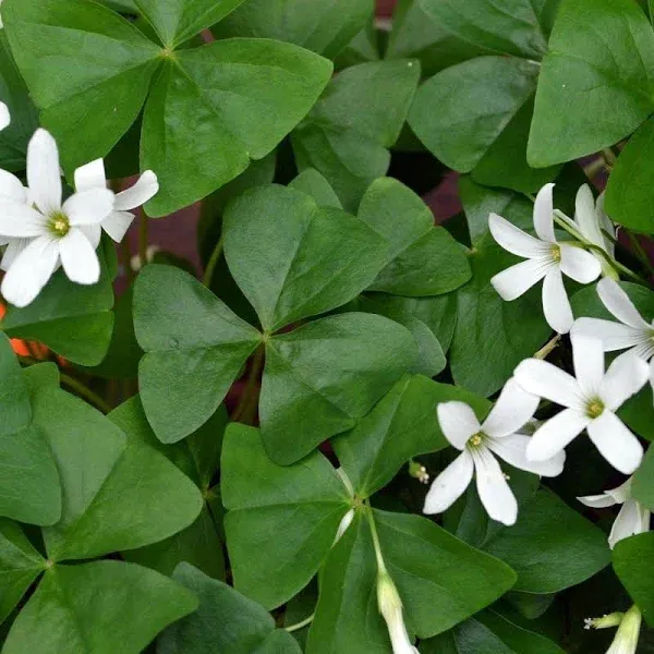 Oxalis Regnellii &#039;Green Lucky Shamrock&#039; Plant Bulbs (20 Pack) - Green Foliage...