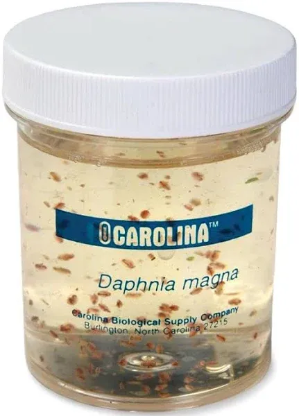 Carolina Biological Supply Company Daphnia Magna Living Culture