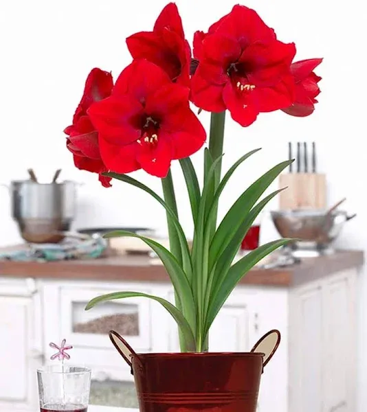 Van Zyverden Amaryllis Red Lion Duo Two Pack Kits