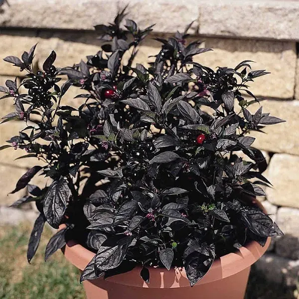 Black Pearl Ornamental Pepper Garden Seeds