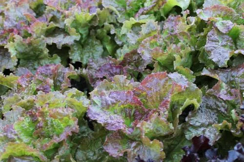 Organic Prizehead Leaf Lettuce Seeds