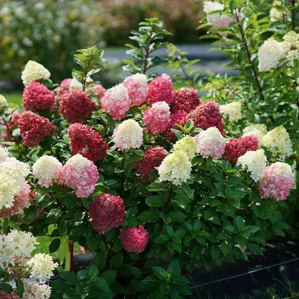 LITTLE LIME PUNCH™ - Panicle Hydrangea - Proven Winners - 4&#034; Pot