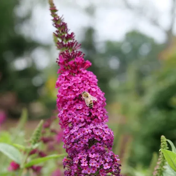 Proven Winners 1 Gal. Miss Molly Butterfly Bush Live Shrub