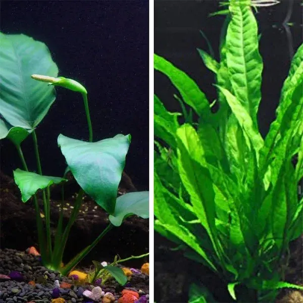 Java Fern Microsorum Pteropus Beginner Live Aquarium Aquatic Plants