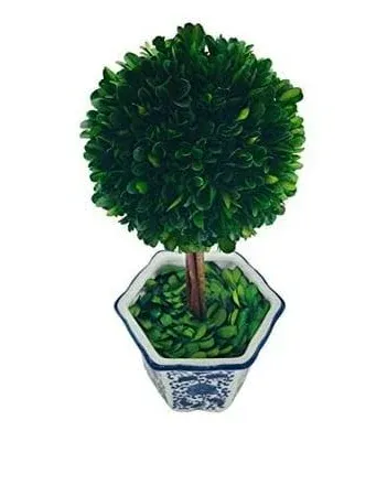 G.T. DIRECT CORPORATION Preserved Boxwood Topiary Ceramic Pot