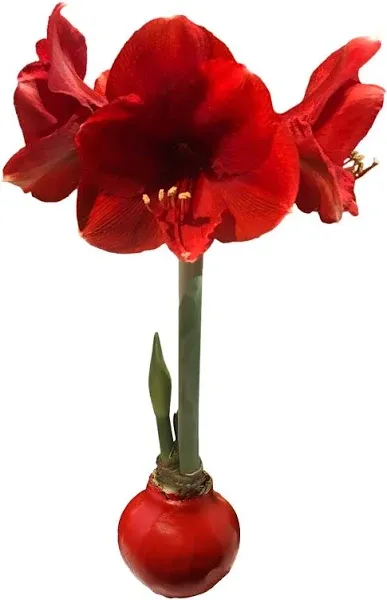 Red Waxed Red Lion Amaryllis Bulb