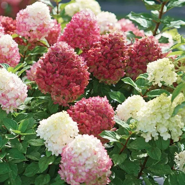 Little Lime Punch Panicle Hydrangea