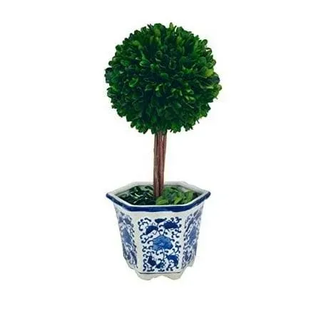 TeviRoom Galt International Preserved Boxwood Topiary Tree