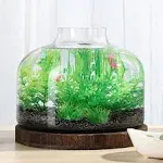 PONDON 2 Gallon Fish Bowl Vase, Glass Plant Terrarium Kit, Complete with Wooden Base and Water Changer