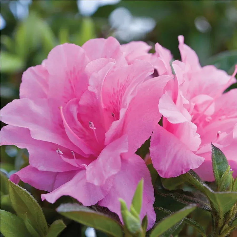 Encore Azalea Autumn Carnation (1 Gallon) Pink Flowering Shrub - Full Sun Live Outdoor Plant