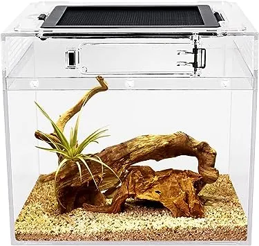 Reptile Growth Mini Reptile Terrarium