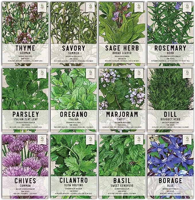 Seed Needs, Culinary Herb Collection (12 Individual Herb Seeds for Planting Indoors or Outdoors) Grow Your Own Organic Herb Garden - Heirloom, Non-GMO, Untreated