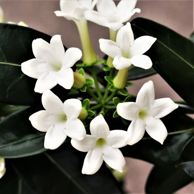 Jasmine - Stephanotis Madagascar 2 Pack