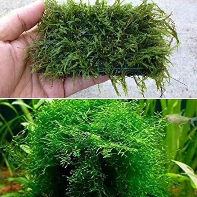 Java Moss - Easy Live Fresh Water Aquarium Plants