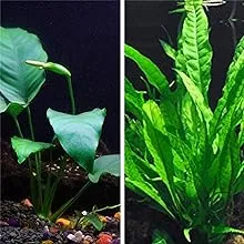 Aquarium Aquatic Plants Freshwater Plant for Planted Tank , Best Tropical plants for Fish