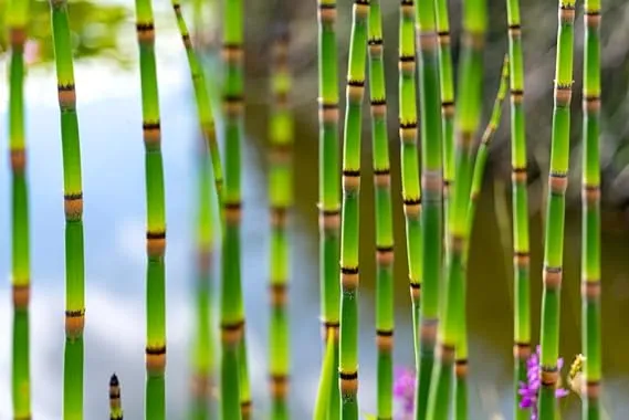 20 Horsetail Plant Cuttings to Grow - Equisetum - Great Aquatic Feature, Koi Pond Aquascape - Looks Like Mini Bamboo